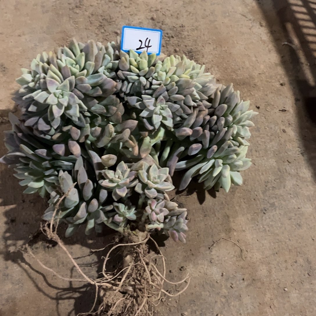 24号淡雪缀化一物一拍