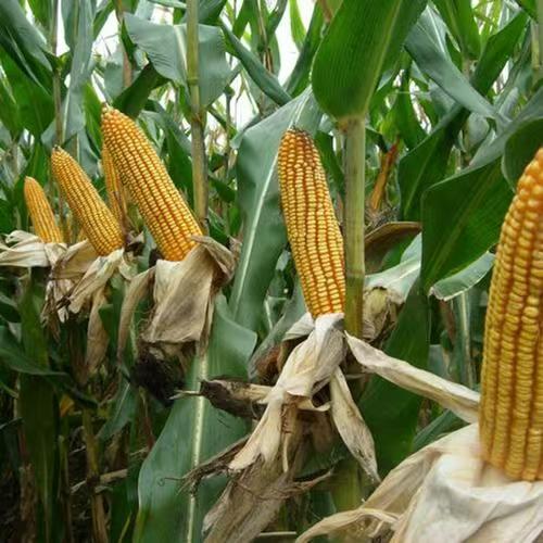 小红瓶 玉米 花生 大豆 辣椒 叶面喷施