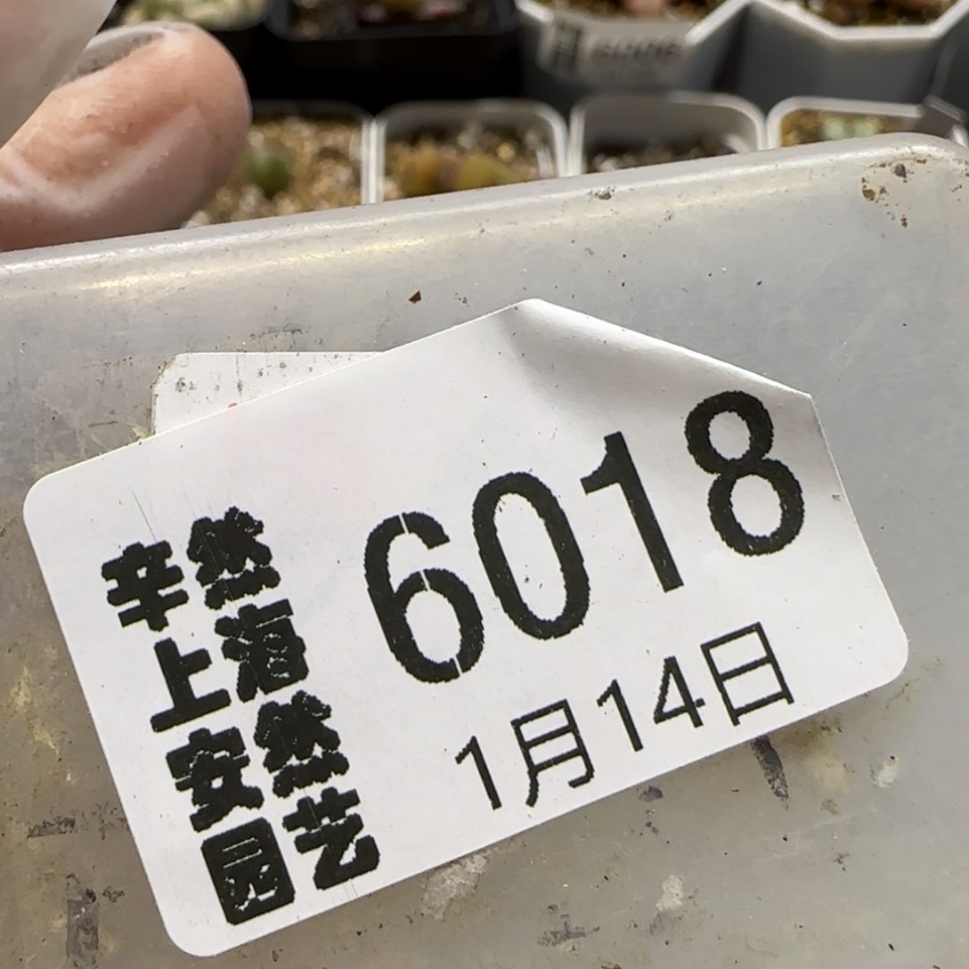1.14 上播福利 .6饼干  6018