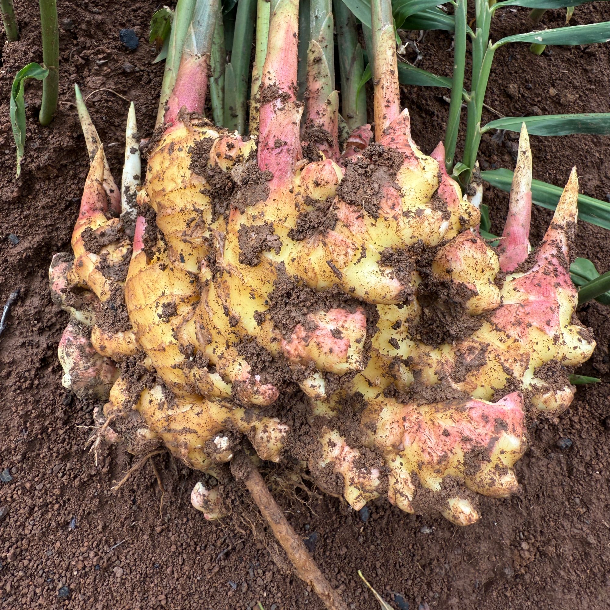 贵州镇宁高山新鲜小黄姜，姜香浓郁，产地直发，姜乡浓郁，品质新鲜