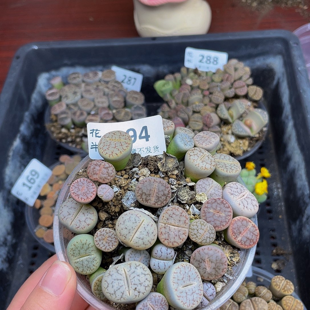 9400000000花花花花花花花花