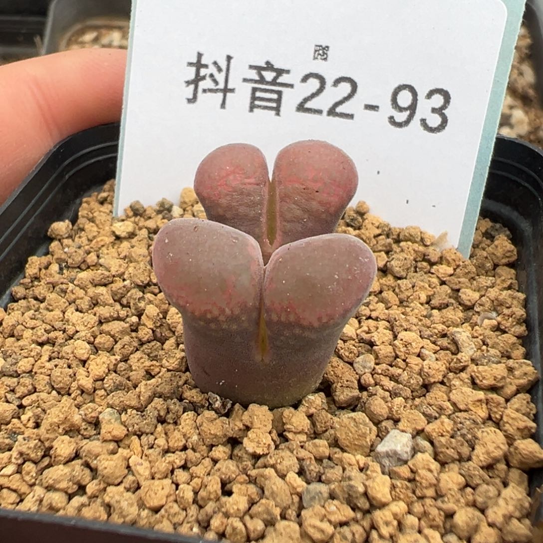 22-93肉锥多肉植物的
