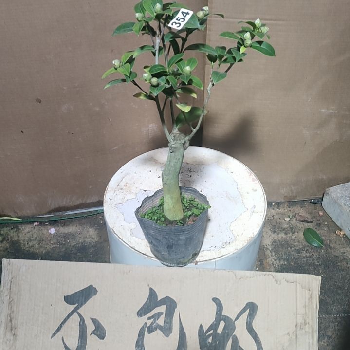 354斑水屋，原盆原土发货，不包邮
