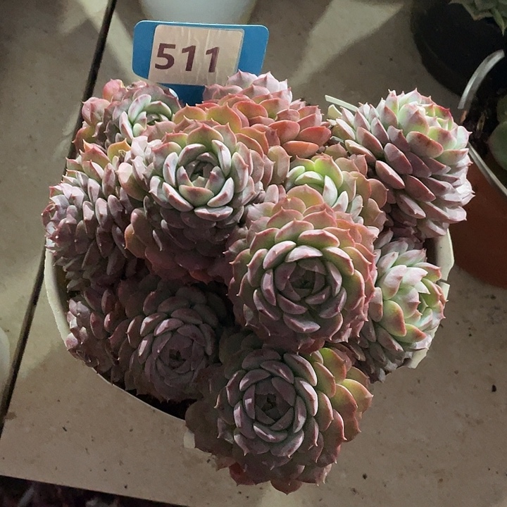 破***茧朱砂痣多肉植物群生