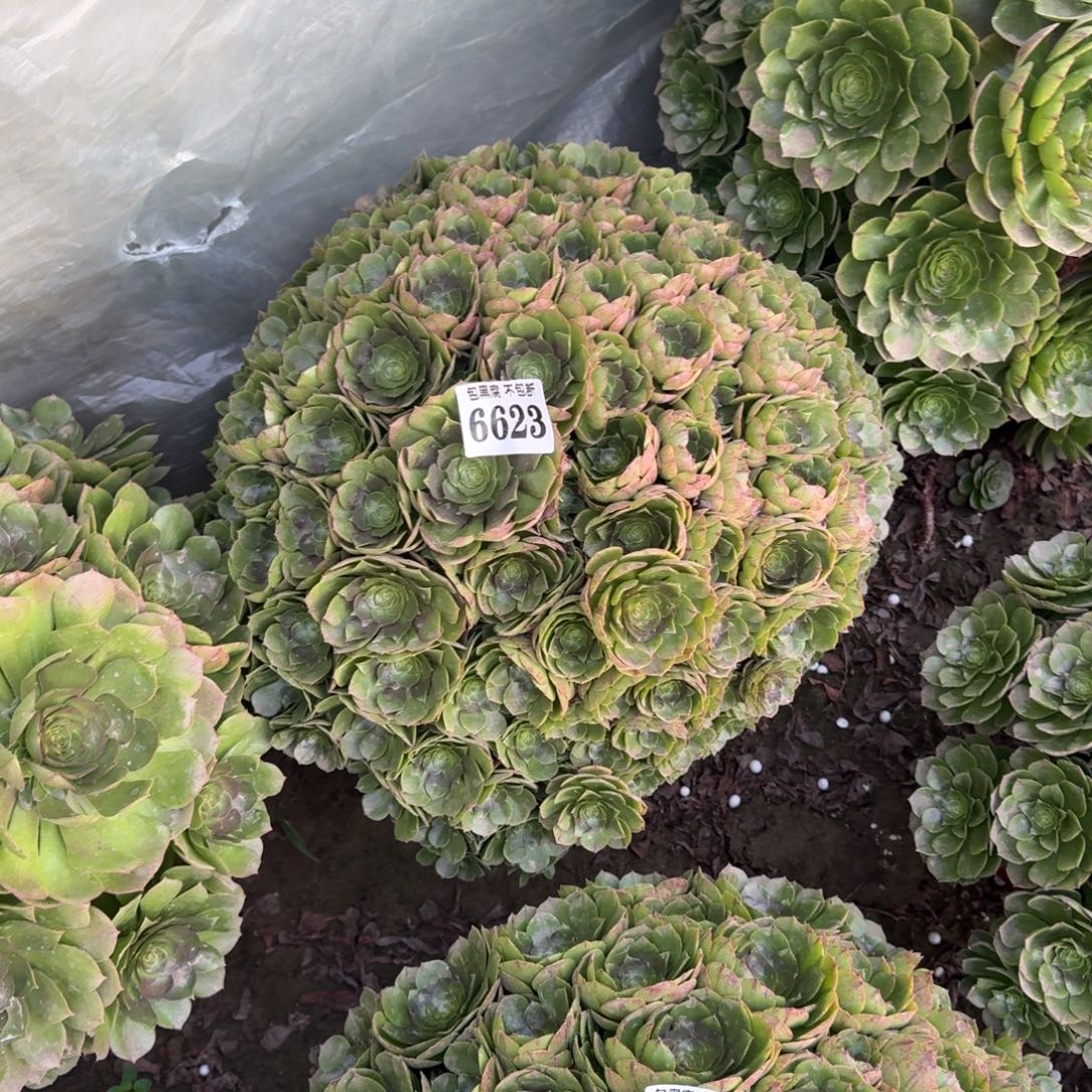 法师万圣节18-5 6623