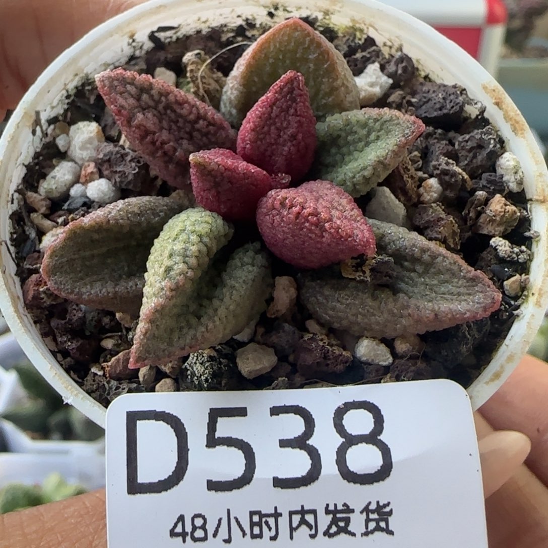 量拍。   福利多肉。538