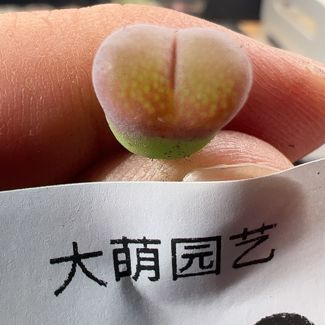 一物一拍清盒福利默认有瑕648