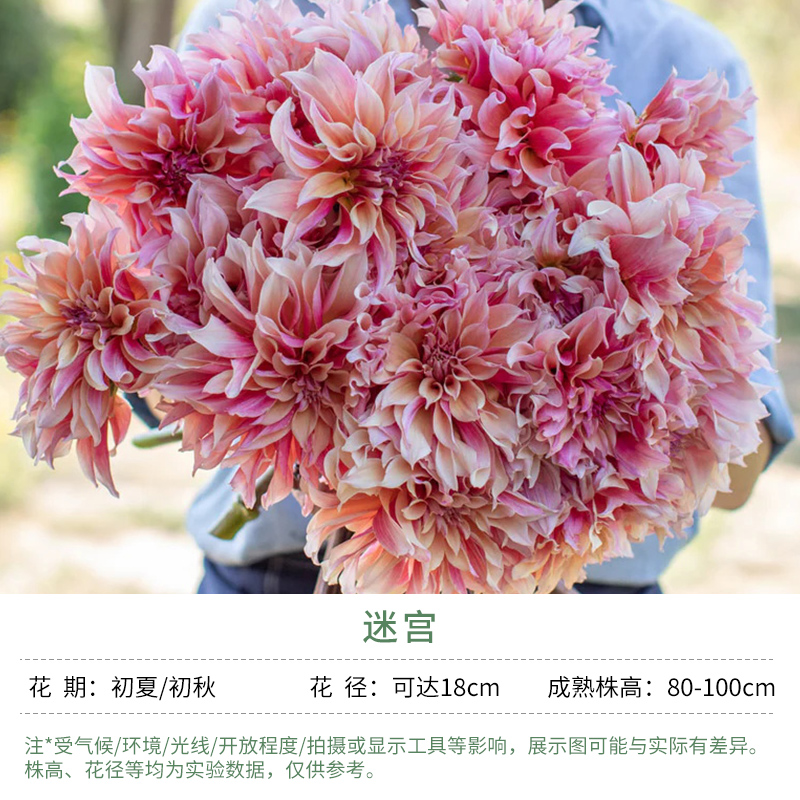 天狼大丽花迷宫