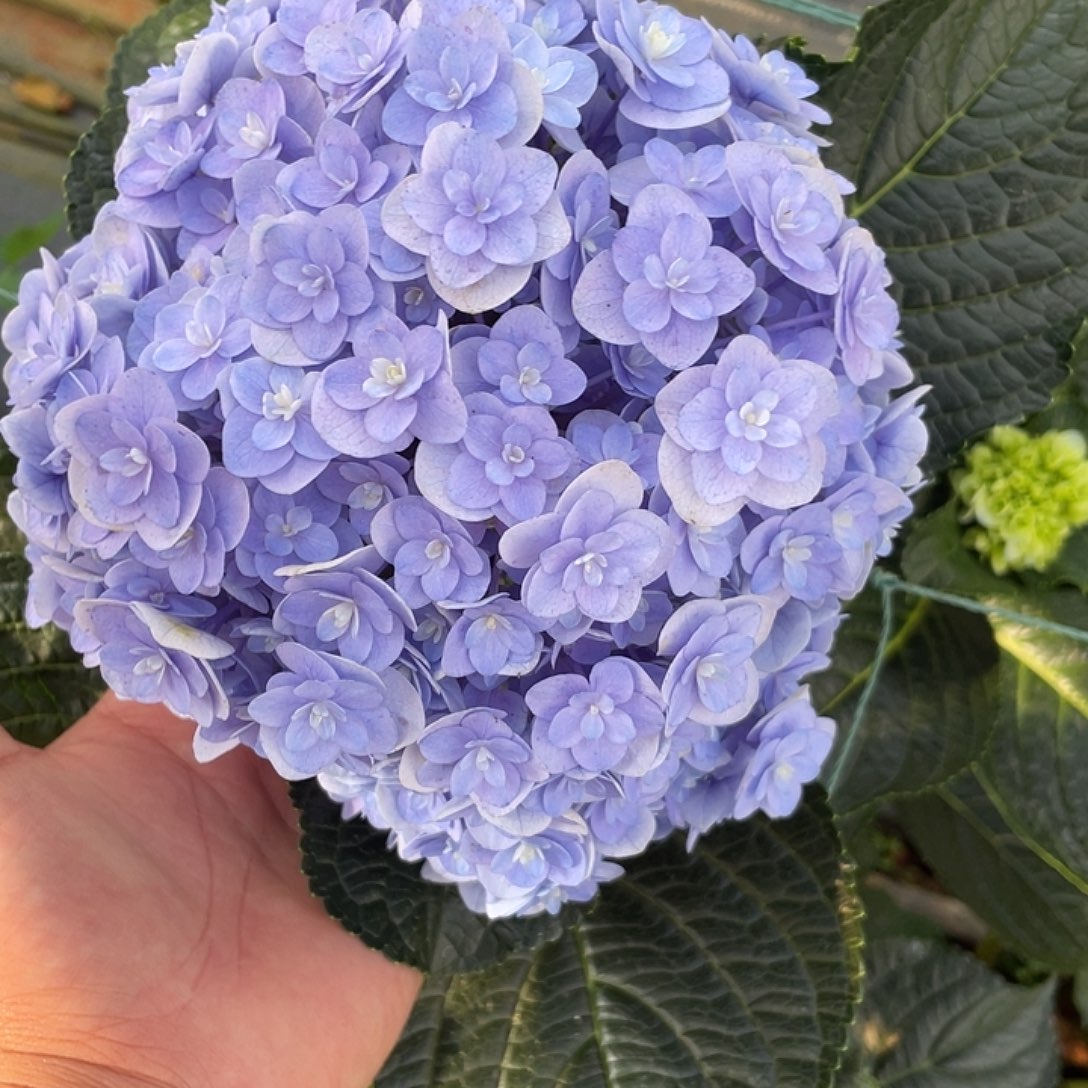 绣球切花一物一拍3枝包邮，78