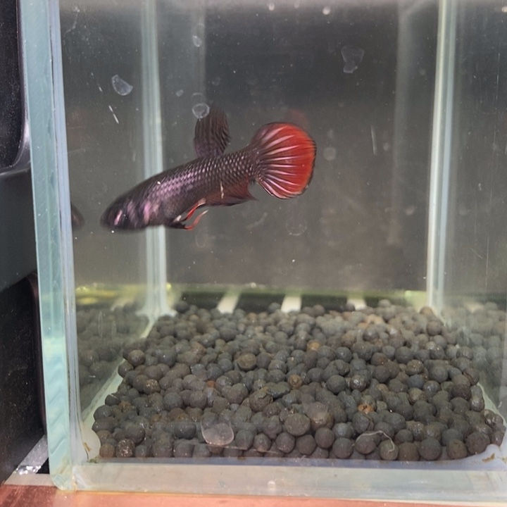 斗鱼泰国斗鱼478号