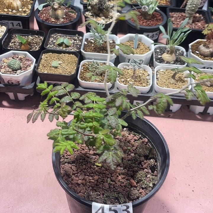 453滔天没药橄榄块根