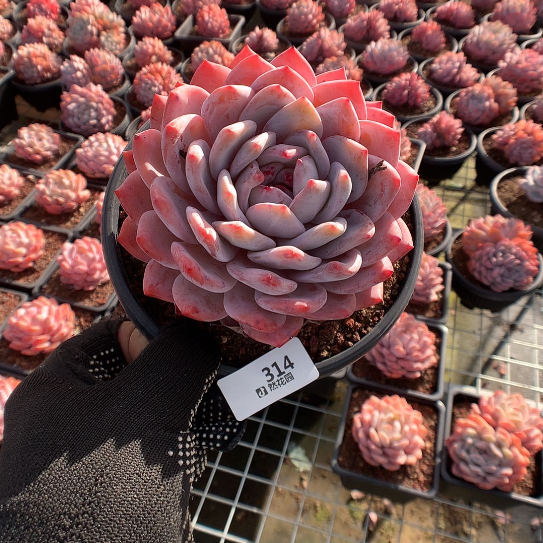 314橙梦露多肉植物666