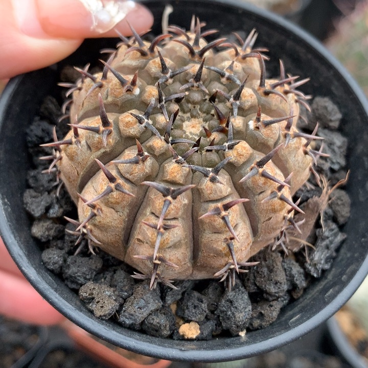 【闪购商品】实生实生