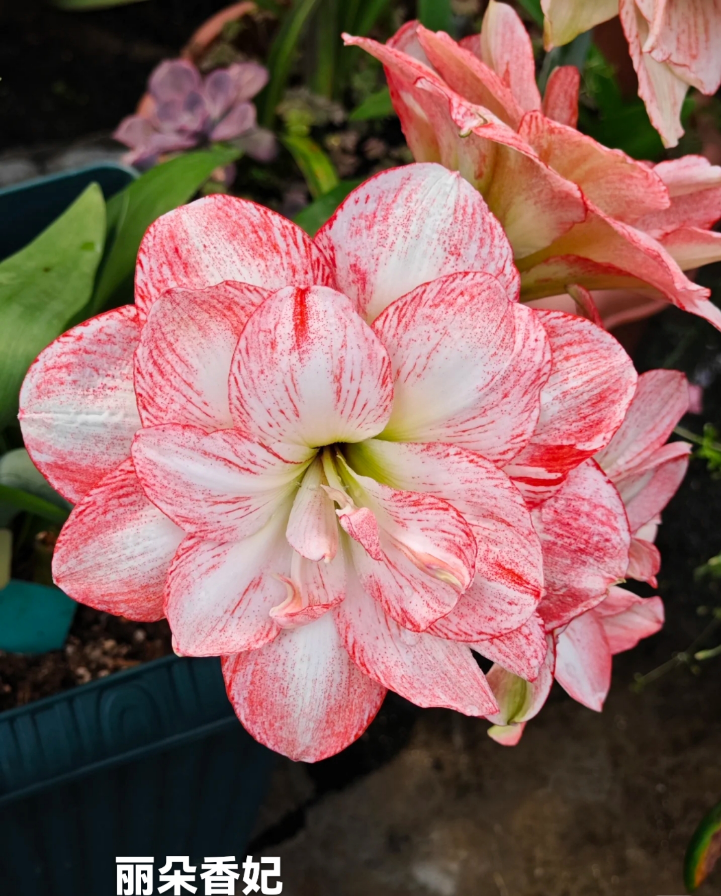 【高货组合品】5厘米大花重瓣包对版