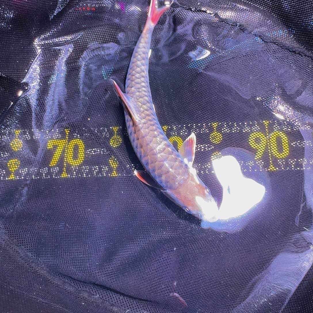 吉罗鱼国吉红色系