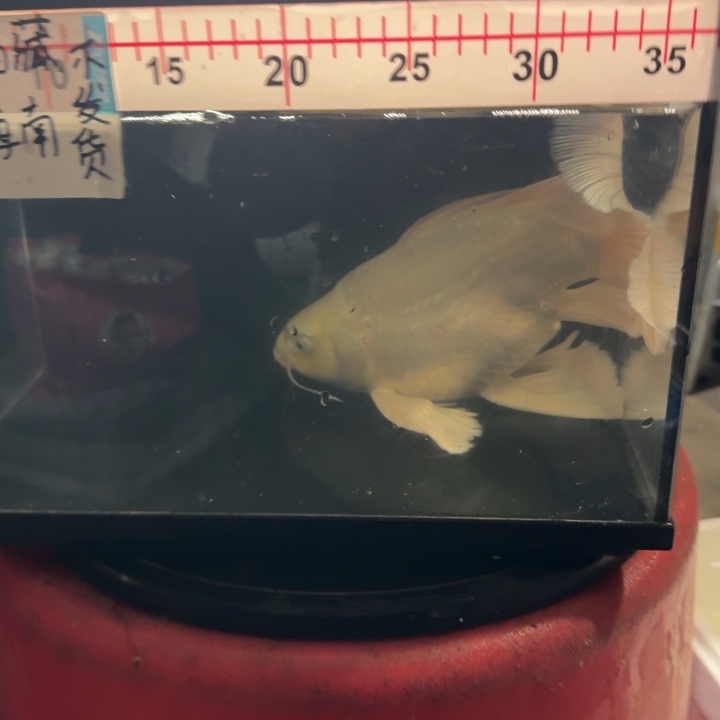 已***置蝴蝶鲤鱼蝴蝶鲤98瑕疵