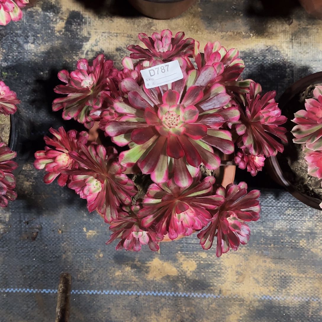 多肉植物787红铜白