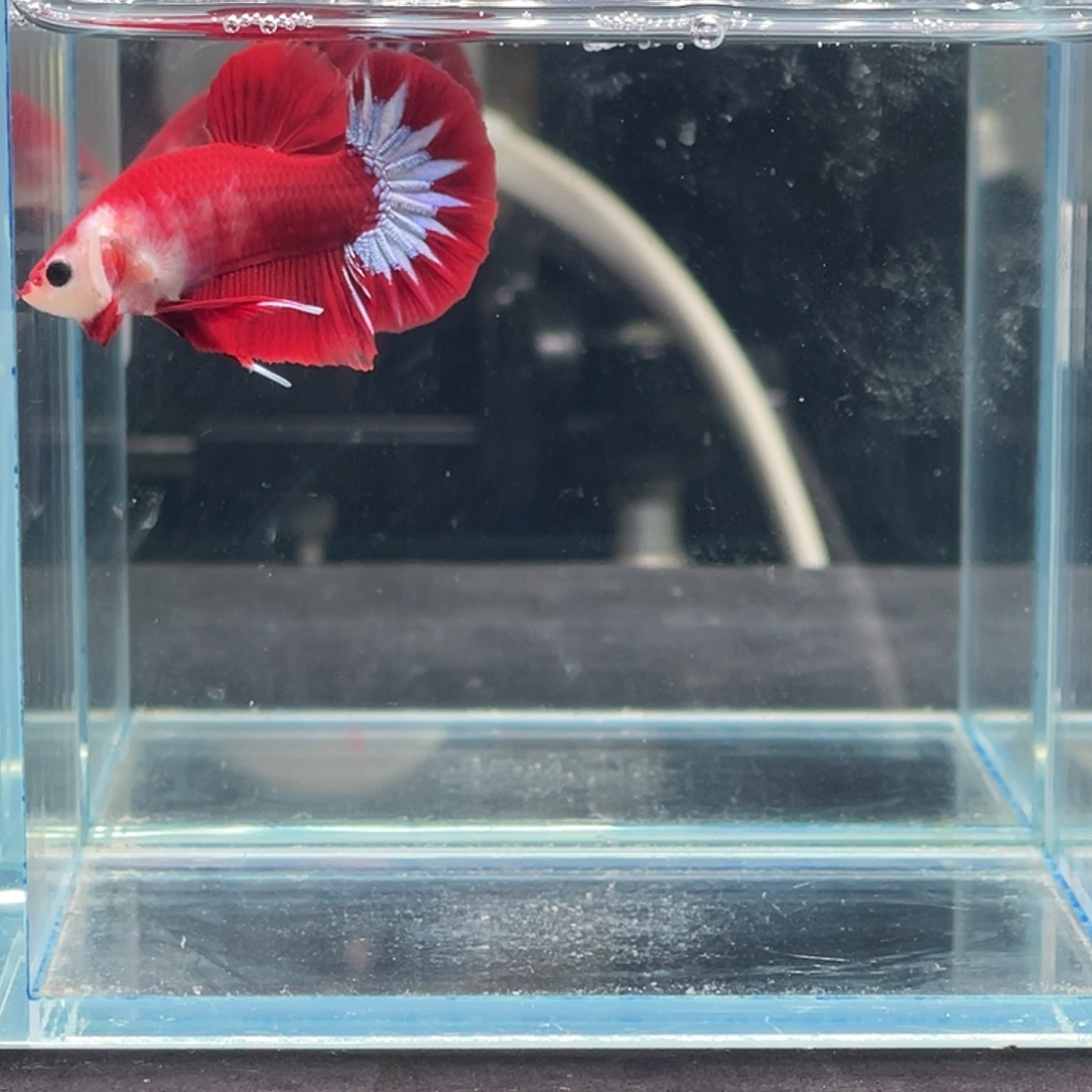 斗鱼印尼进口红肉星尾