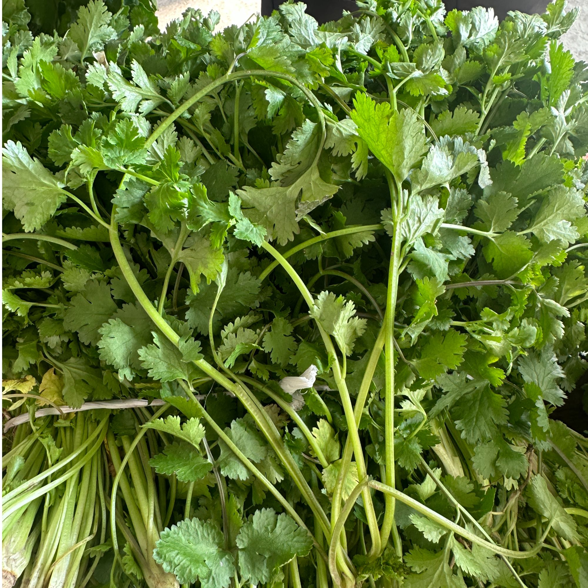 农家自种现摘小香菜