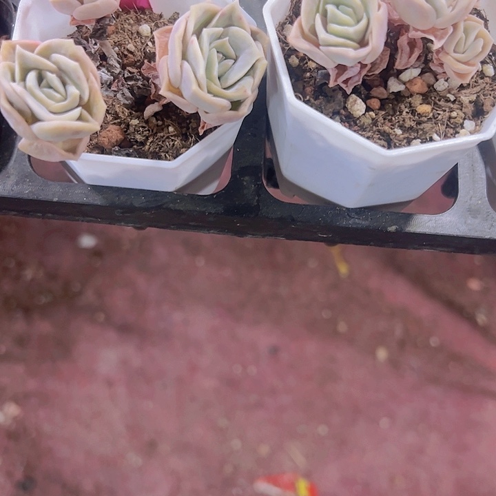 可爱玫瑰精品多肉植物
