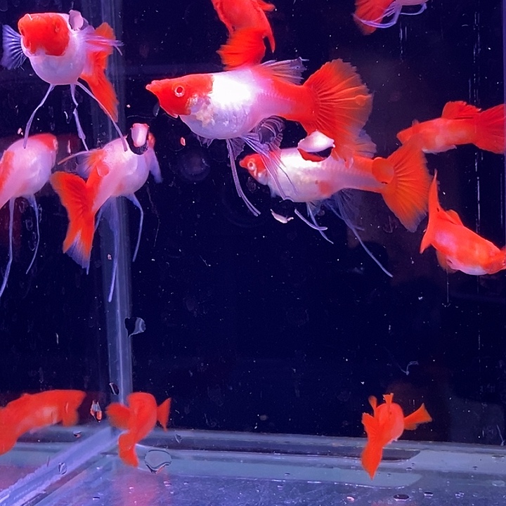 孔雀鱼红头飘5对孔雀