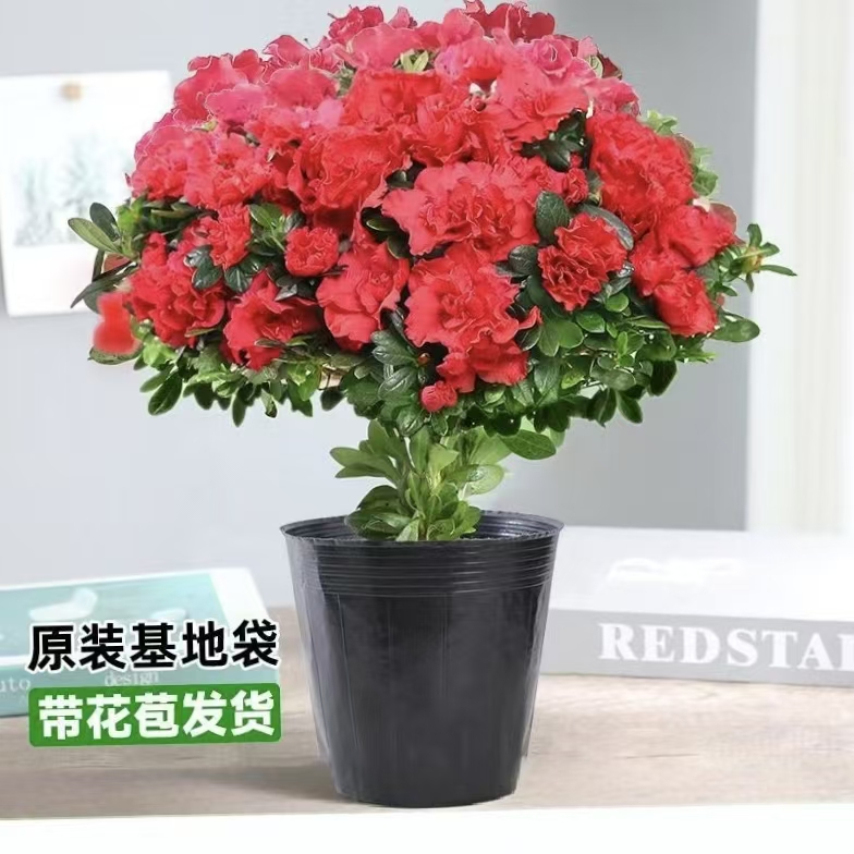 杜鹃花盆栽带花苞四季开花室内外好养易活花卉绿植