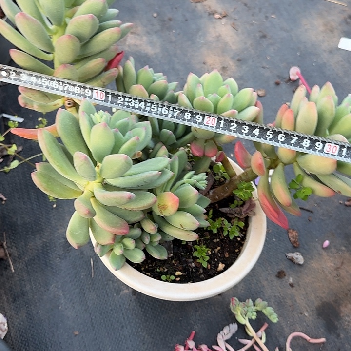 青星美人836 多肉植物一物一拍