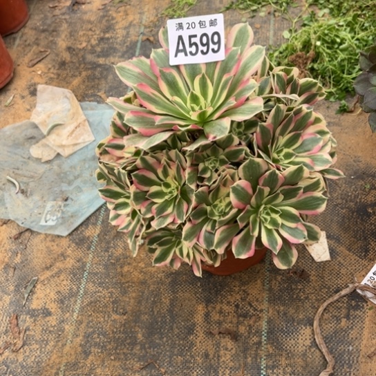 599女巫法师不包断枝