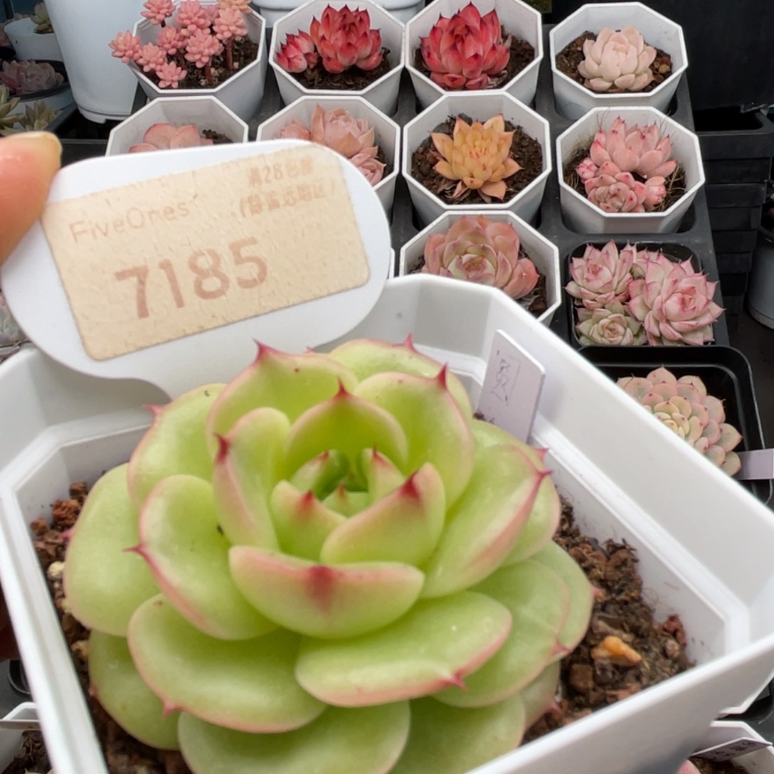 圆心7185-5.0厘米