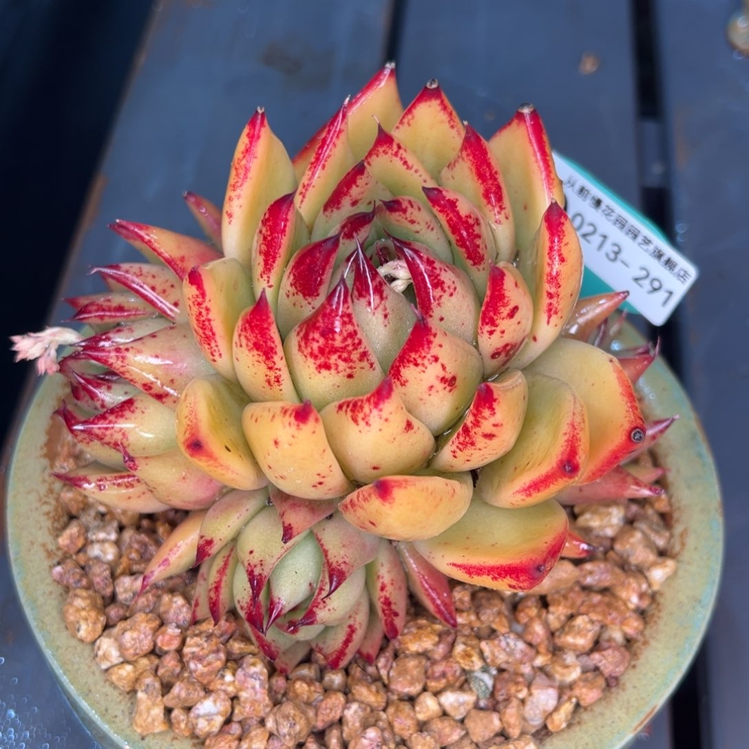 从前慢多肉精选编号0213.291