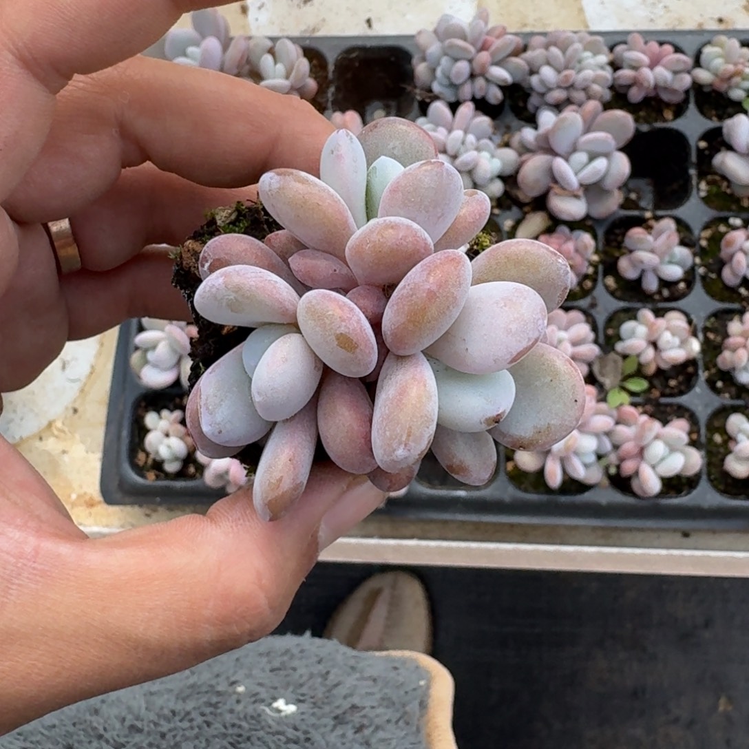 啦啦奶 穴盘 一物一拍