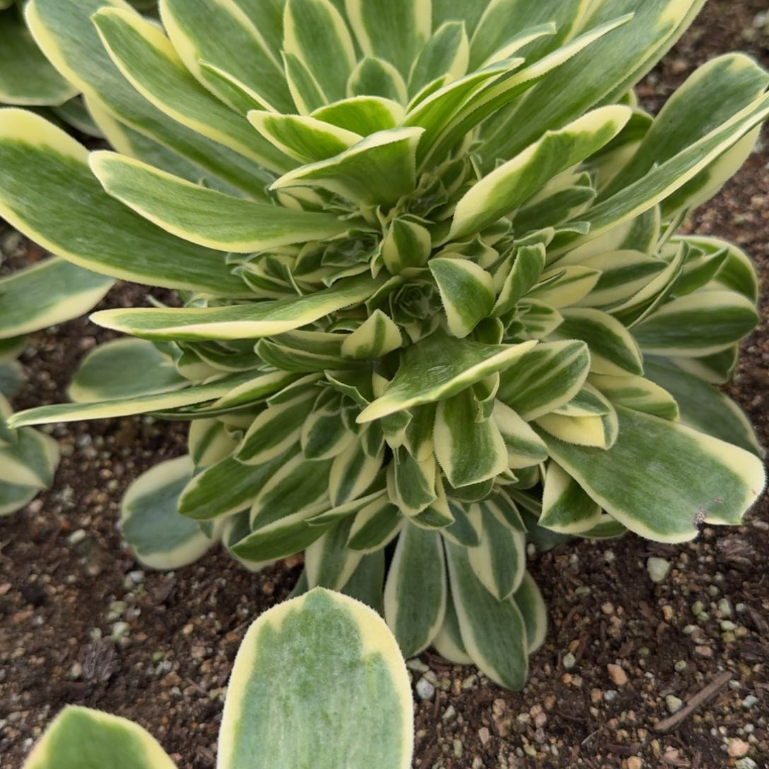 守**福206冷月。多肉植物