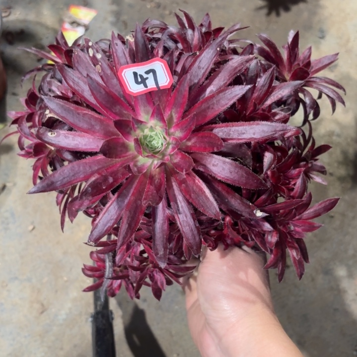 孔雀超白有断枝瑕疵47