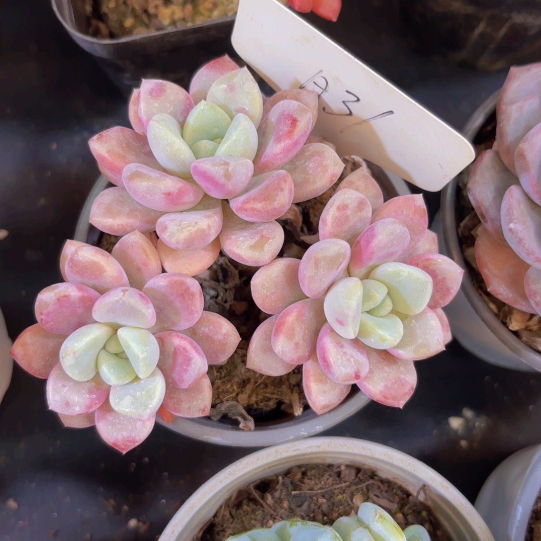 戏***人云南金致家精品多肉