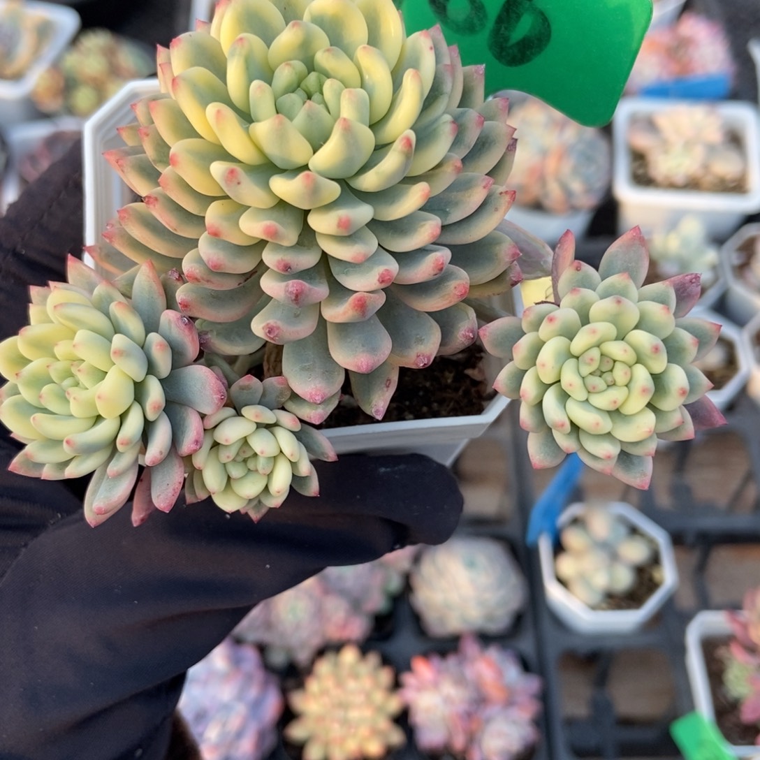 986蓝精灵锦多肉植物