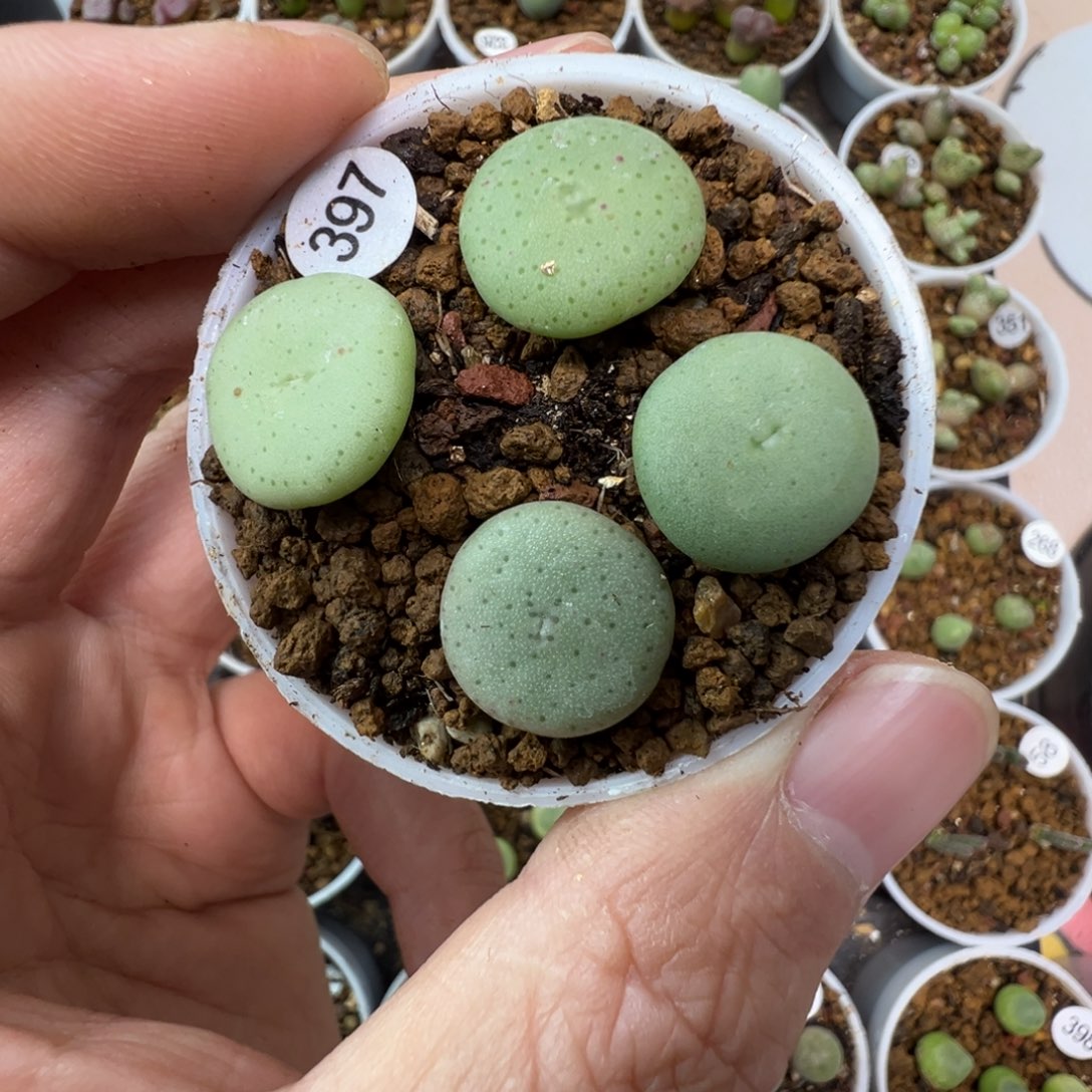 大饼一颗脱土3970000