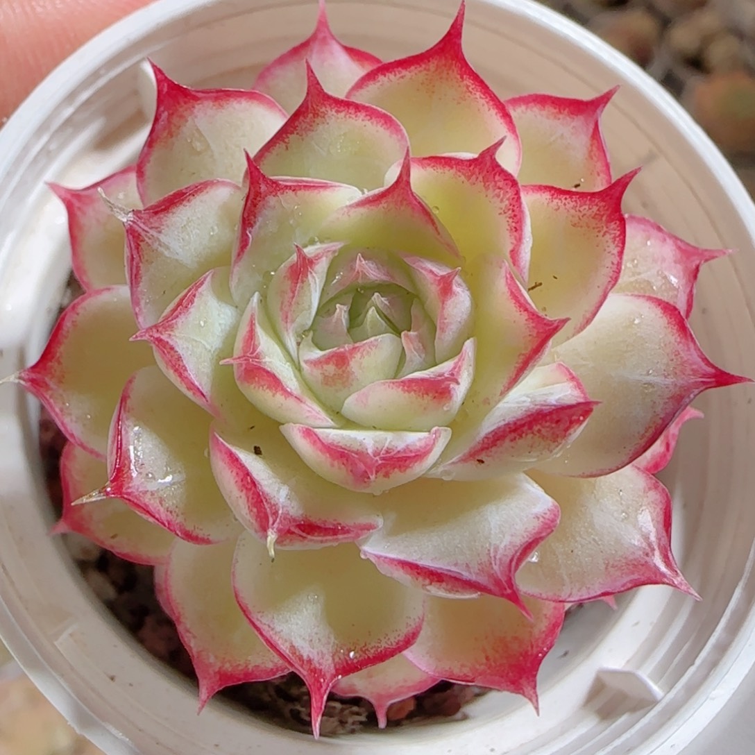 花语多肉0103-11女王