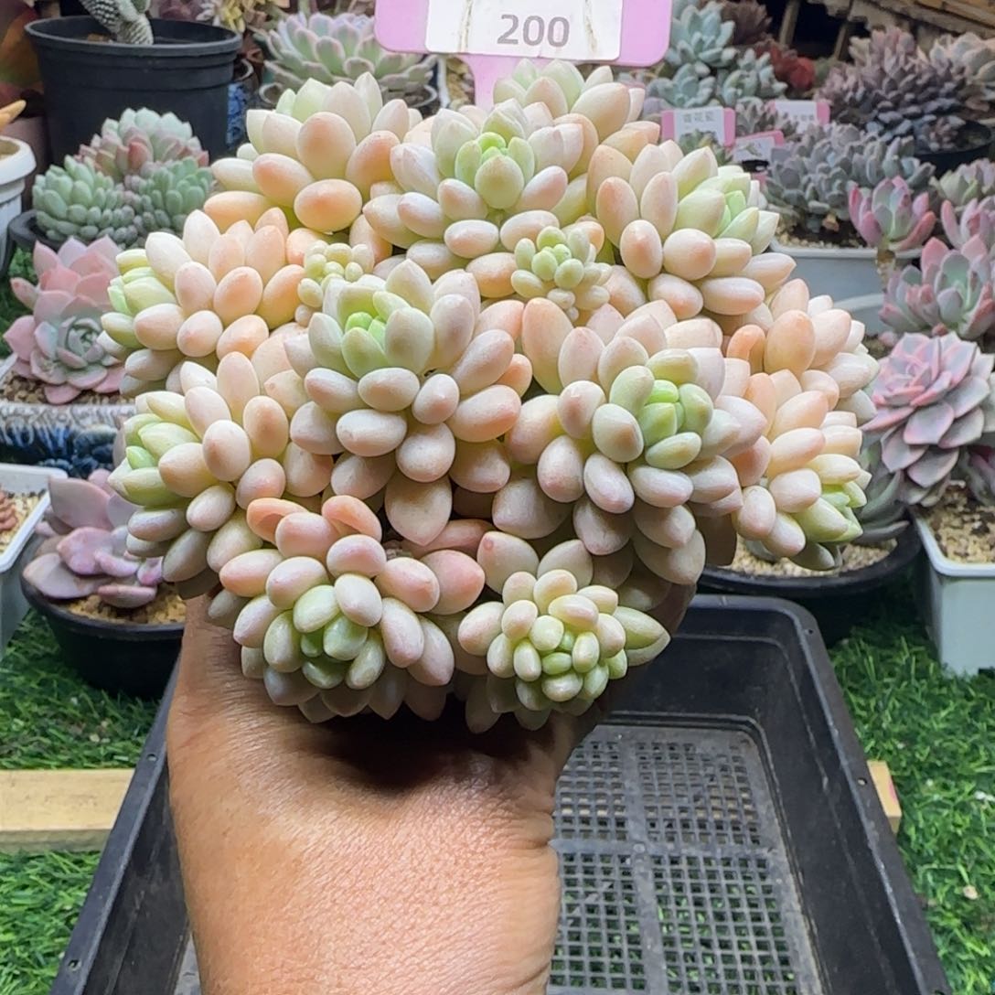 锦安精品多肉植物200