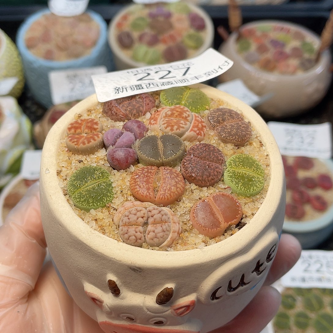 相遇生石花链接227