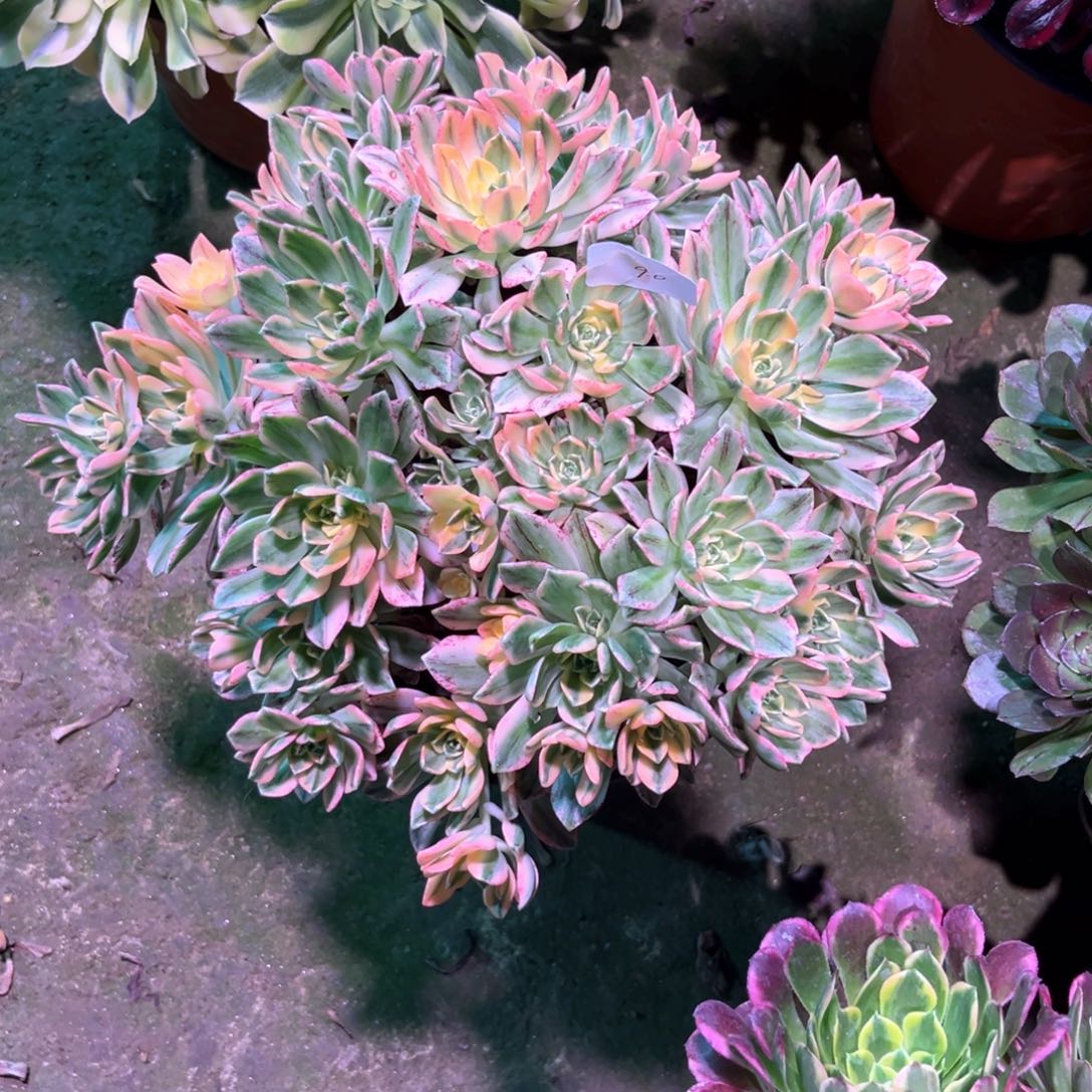 多肉植物甜茶 090