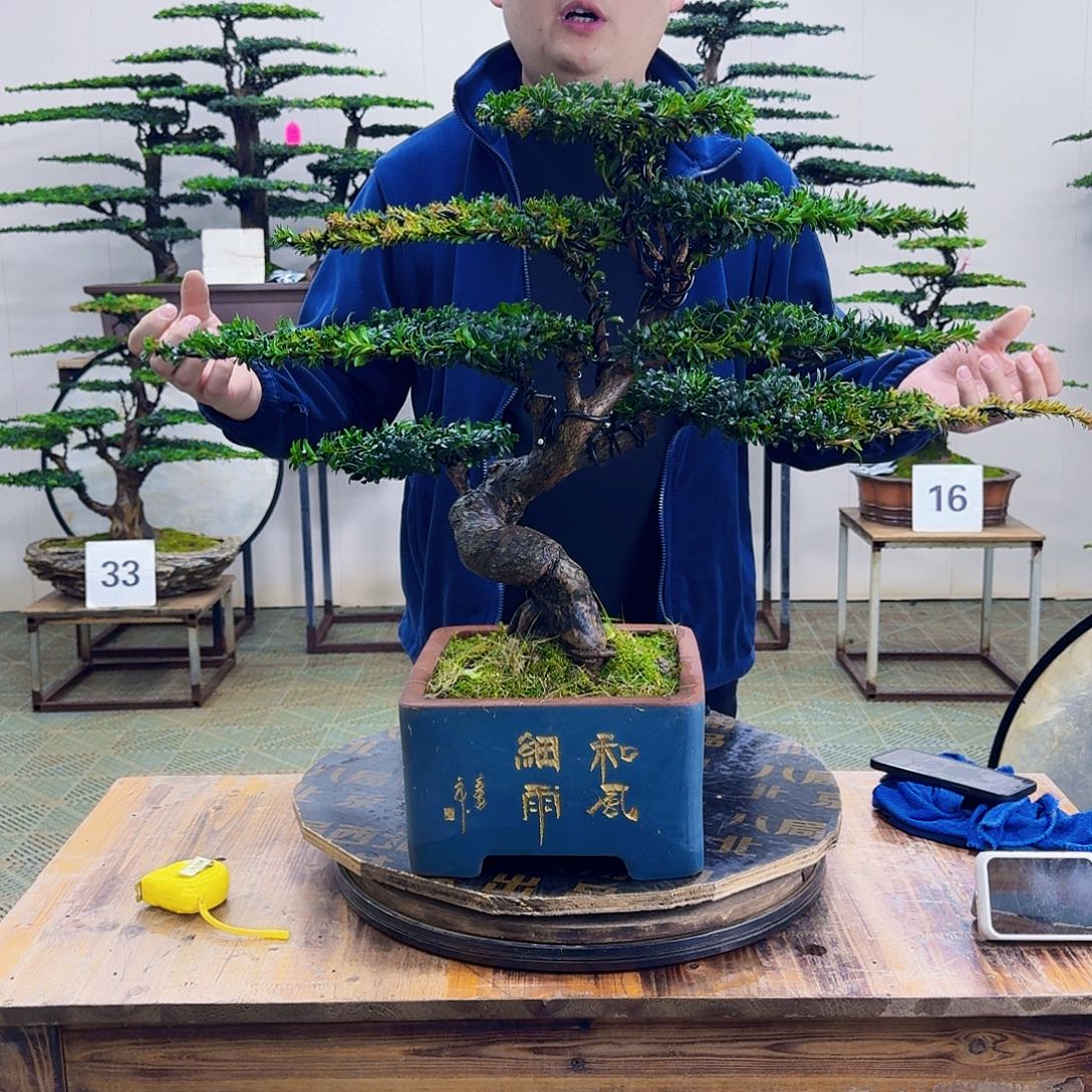 无花朵珍珠红芽罗汉松造型盆景