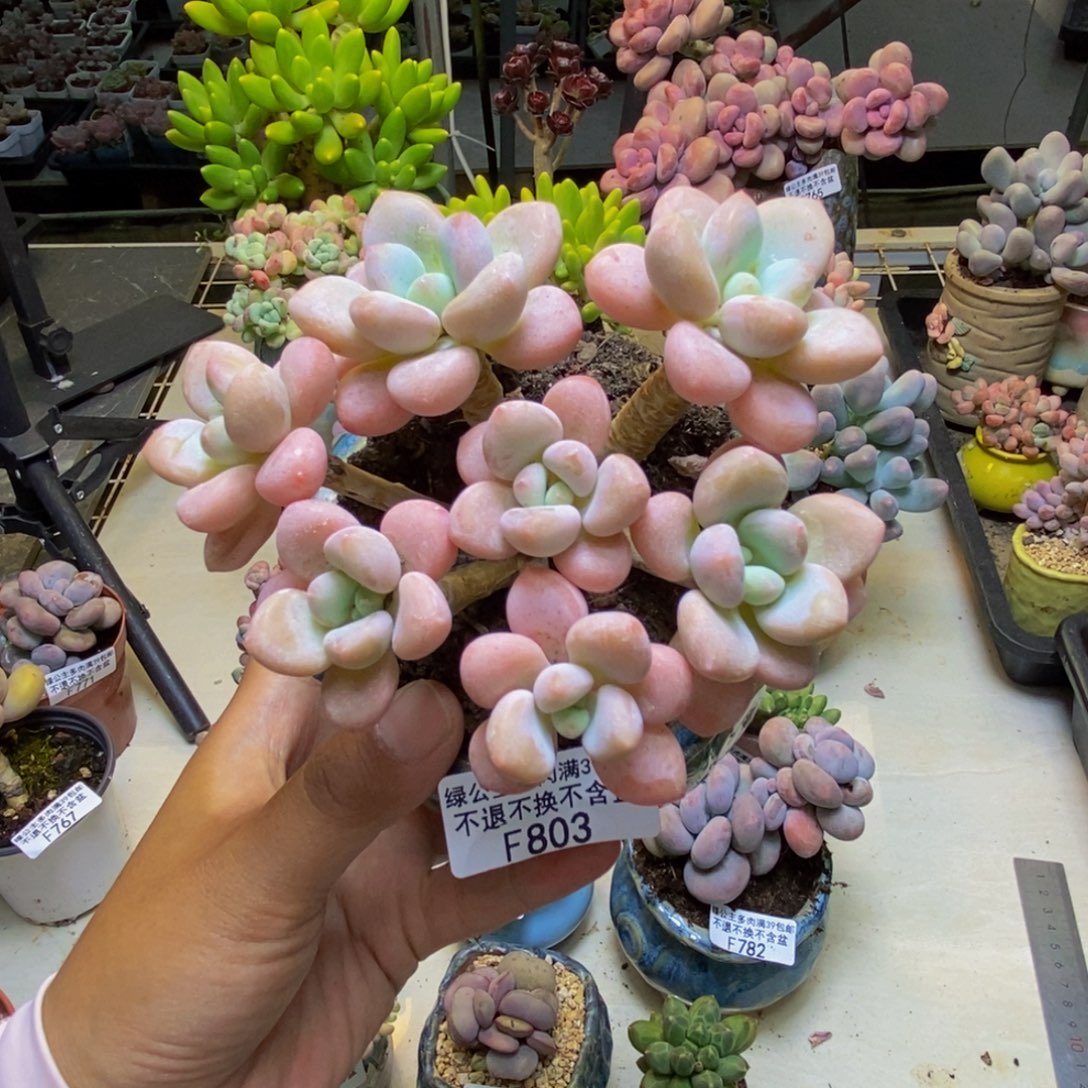 803橘子香水多肉9cm