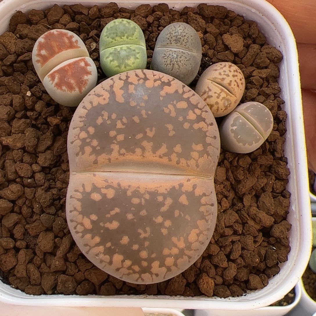 生石花多肉彩拼一盆