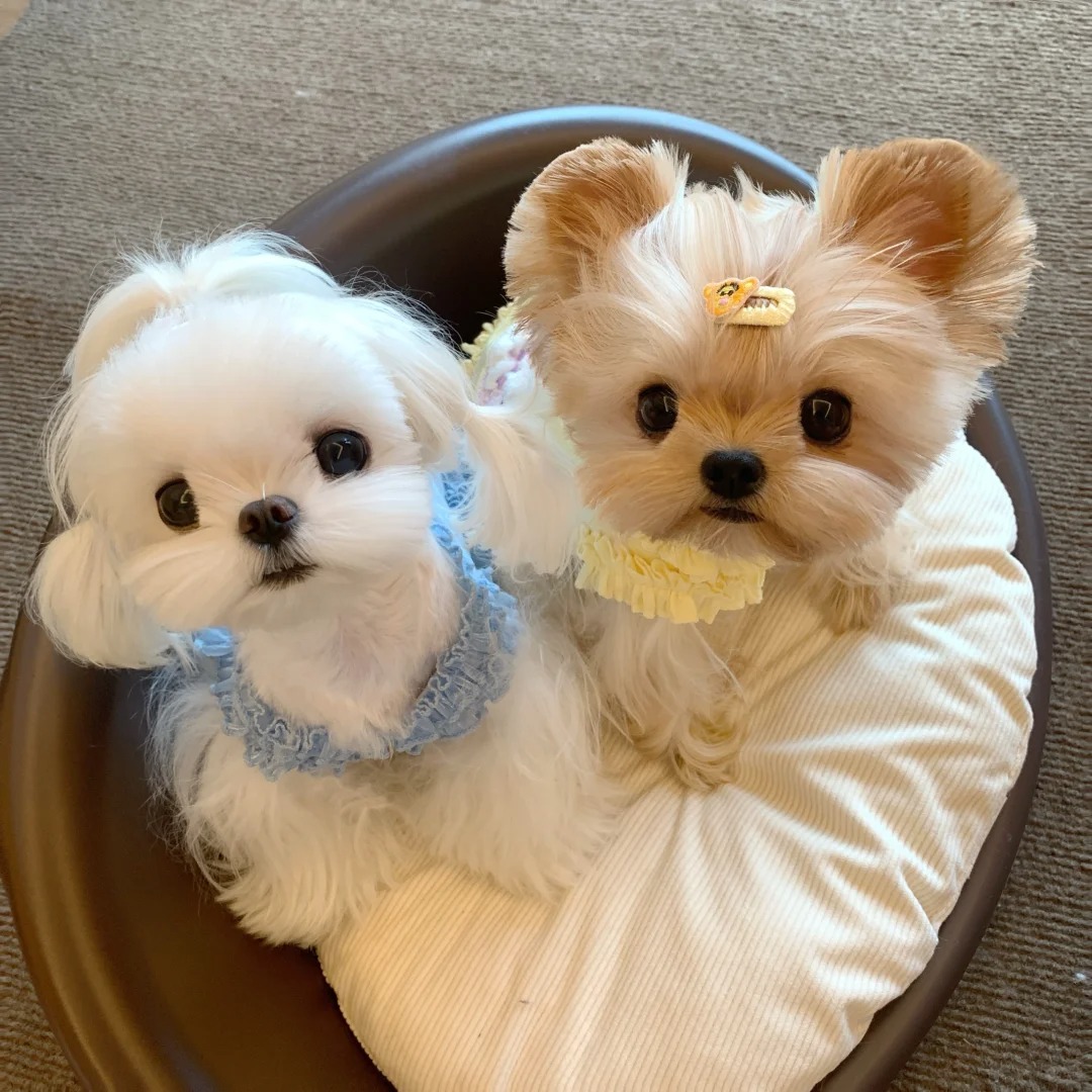 贝果家韩版萌系宠物狗狗陪伴犬活体