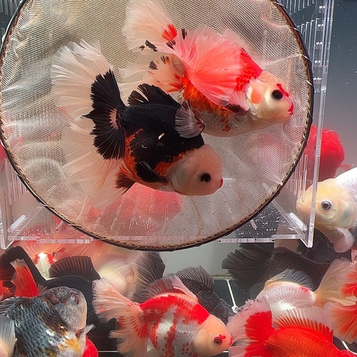 金鱼百褶泰师亚成28