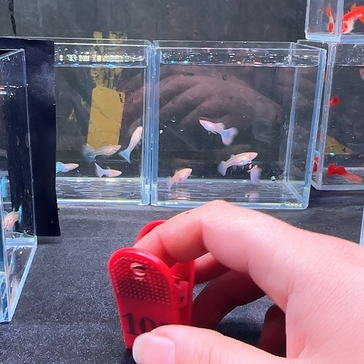 孔雀鱼豆*105号，10条，紫尾