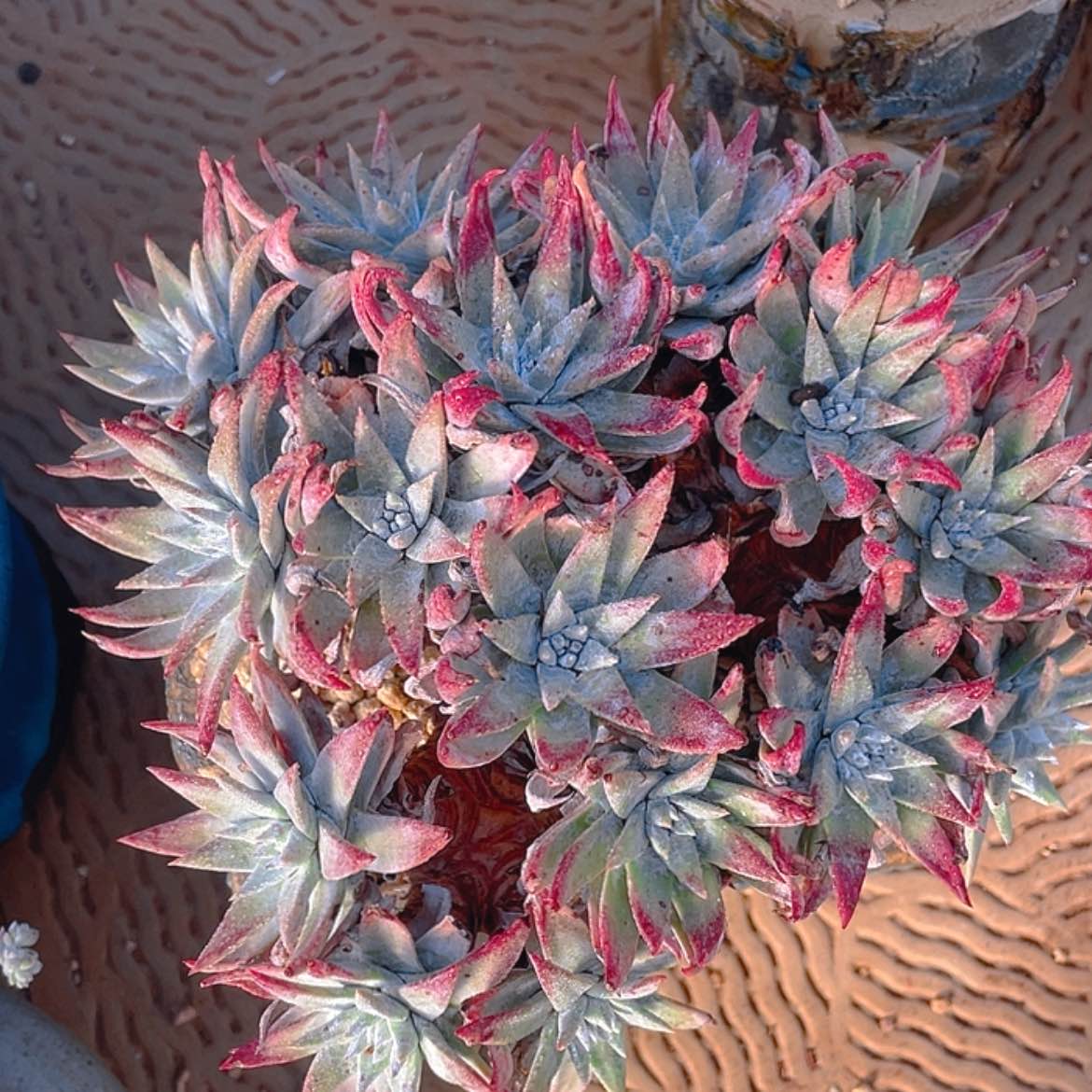 【闪购商品】白雪白雪