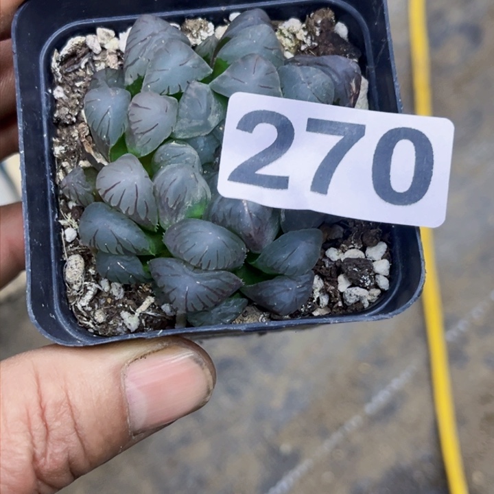 270冰灯10盆一物一图如图