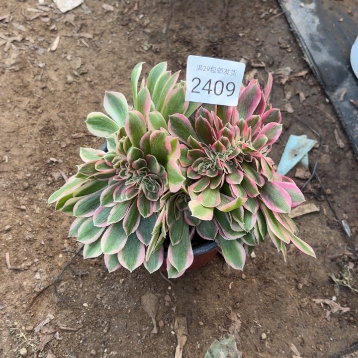 粉女巫坠多肉法师2409