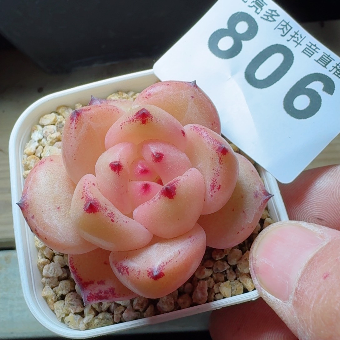 孤品         多肉植物
